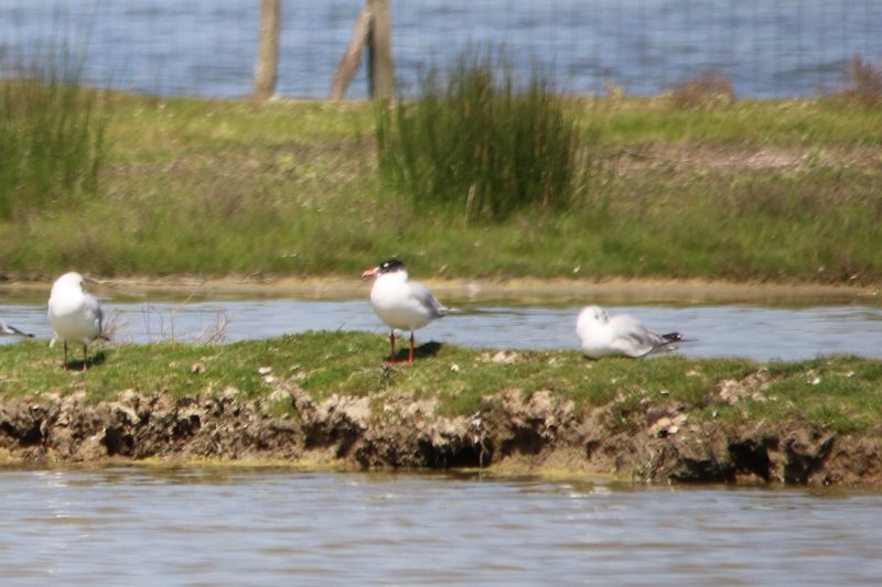 2018-04-21 Réserve ornithologique du Teich (64) - Copie.JPG