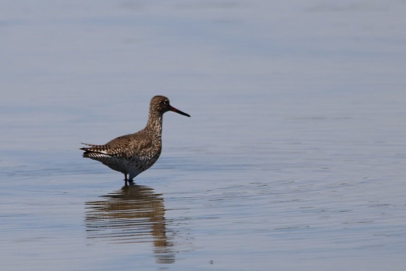 2018-04-21 Réserve ornithologique du Teich (72) - Copie.JPG