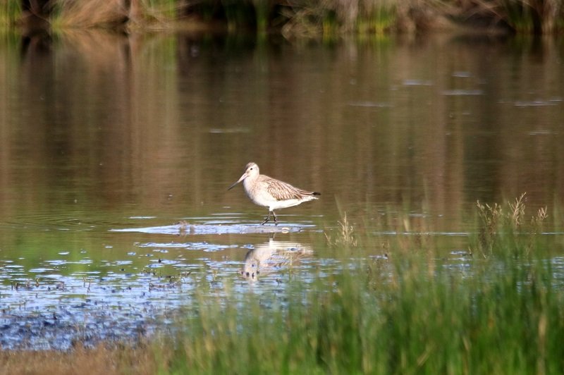 2018-04-22 Réserve ornithologique du Teich (15) - Copie.JPG