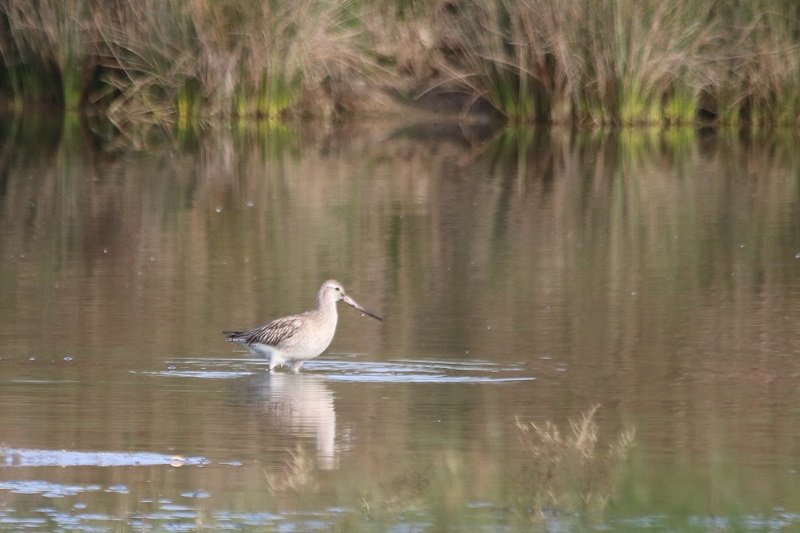 2018-04-22 Réserve ornithologique du Teich (25) - Copie.JPG