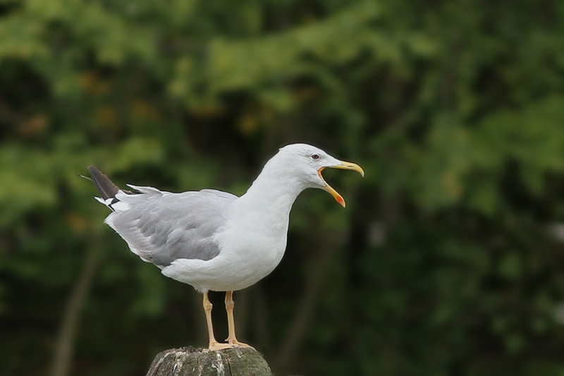 GOELAND_IMG900_7176.jpg