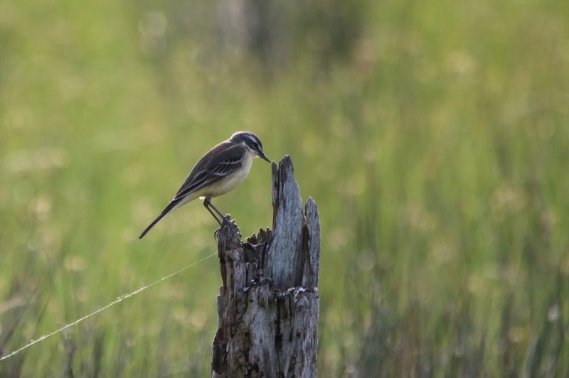 2018-04-22 Réserve ornithologique du Teich (53) - Copie.JPG