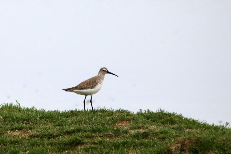 2018-04-24 Réserve ornithologique du Teich (28) - Copie.JPG