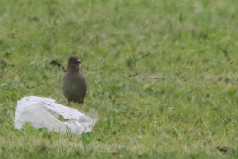 2018-04-24 Réserve ornithologique du Teich (39) - Copie.JPG