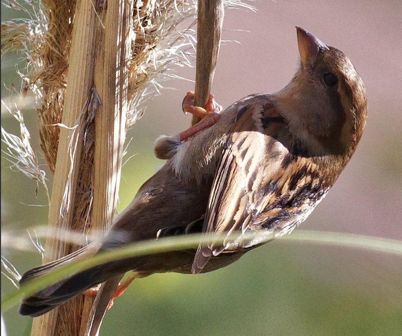 IdentifOiseau2.jpg